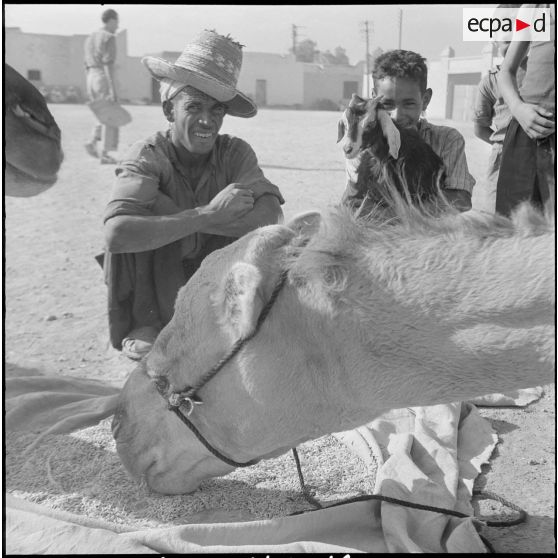 Repas d'un dromadaire. [Description en cours]