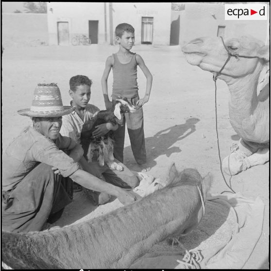 Repas d'un dromadaire. [Description en cours]