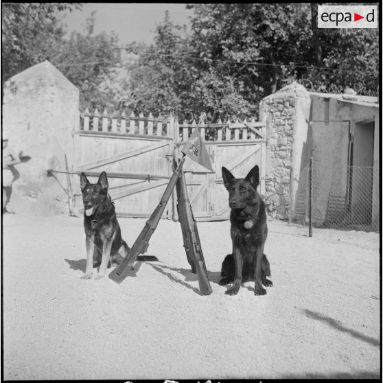 Le 17e peloton cynophile du 5e REI stationné à Turenne. [Description en cours]