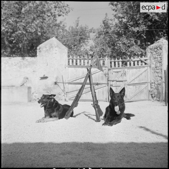 Le 17e peloton cynophile du 5e REI stationné à Turenne. [Description en cours]