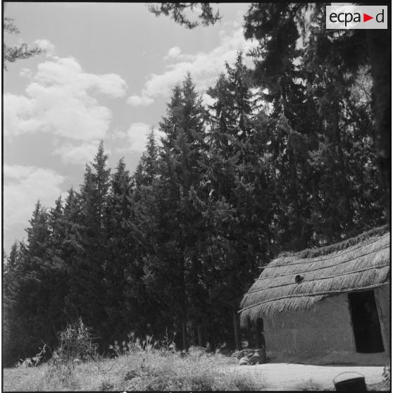 Elevage et travaux des champs sur les flancs de l'Atlas blidéen près de Souma. [Description en cours]