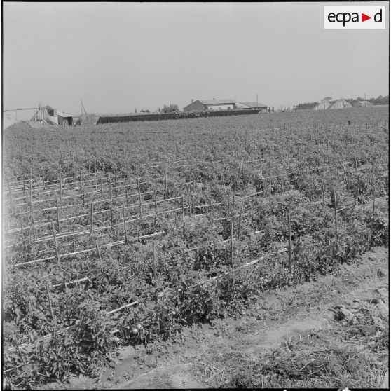 Exportation de tomates. [Description en cours]