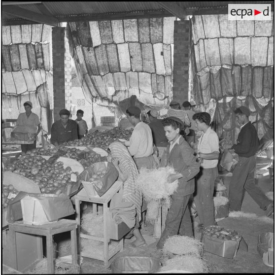 Exportation de tomates. [Description en cours]