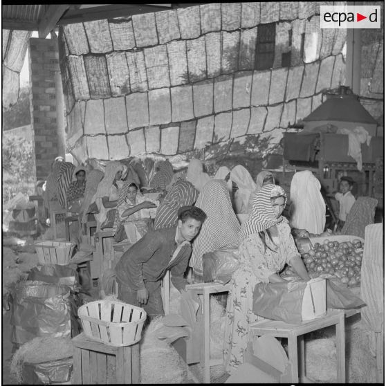 Exportation de tomates. [Description en cours]