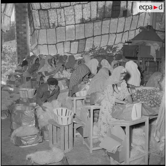 Exportation de tomates. [Description en cours]