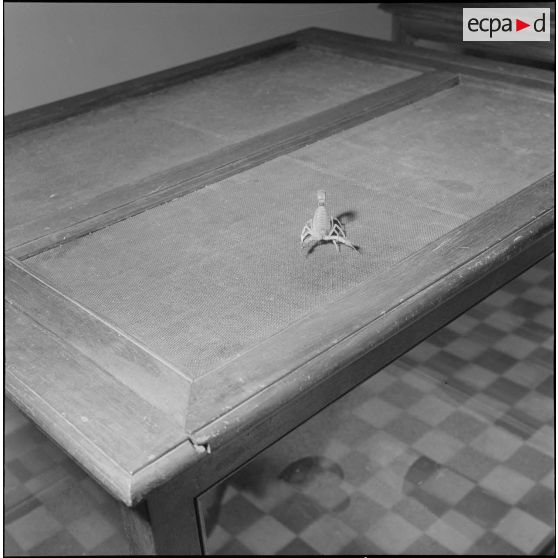 L'Institut Pasteur à Alger. [Description en cours]