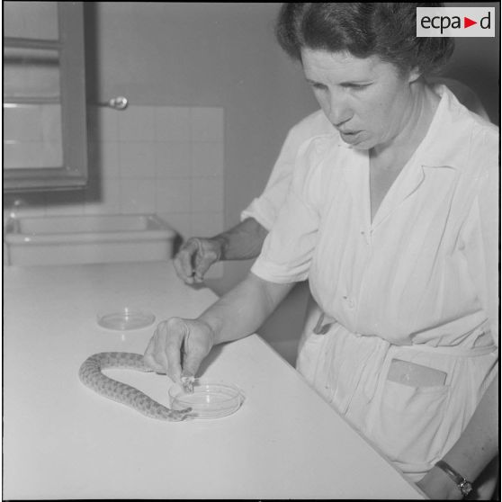 L'Institut Pasteur à Alger. [Description en cours]