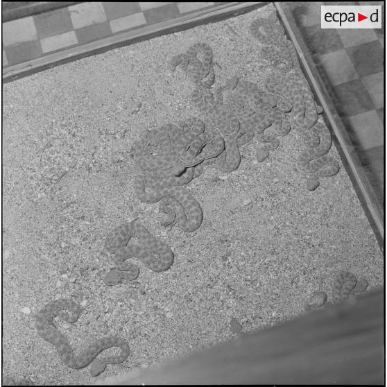 L'Institut Pasteur à Alger. [Description en cours]