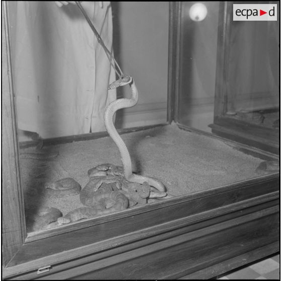 L'Institut Pasteur à Alger. [Description en cours]