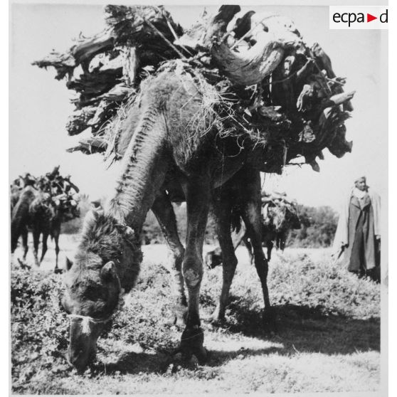 Portrait d'habitants à El-Outaïa. [Description en cours]