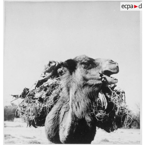 Portrait d'habitants à El-Outaïa. [Description en cours]