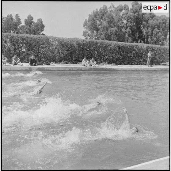 Championnat de natation d'Afrique du Nord à Maison-Carrée. [Description en cours]