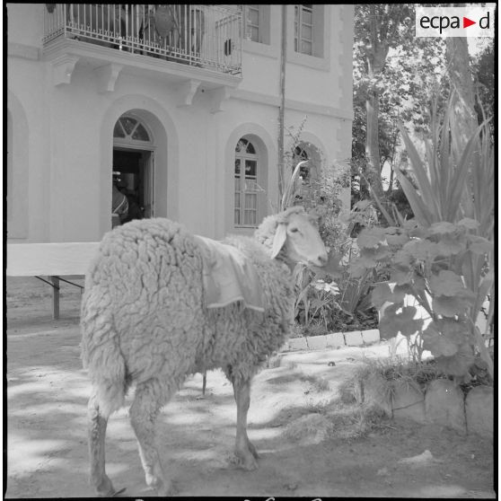 Présentation de l'école militaire préparatoire nord-africaine (EMPNA) de Koléa. [Description en cours]
