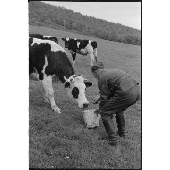 Dans le secteur de Harmor (Belgique), un chauffeur de la 4e compagnie de propagande de l'armée de l'air s'intéresse au lait d'une vache.