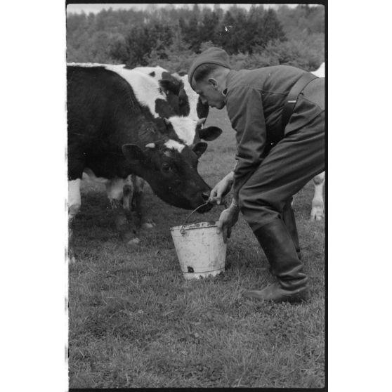 Dans le secteur de Harmor (Belgique), un chauffeur de la 4e compagnie de propagande de l'armée de l'air s'intéresse au lait d'une vache.