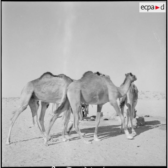 L'école des cadres d'El-Oued. [Description en cours]