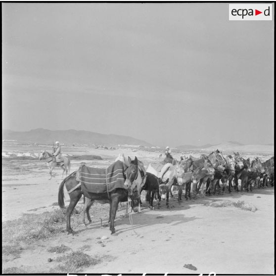 Détachement du 9e groupe de spahis algériens (9e GSA). [Description en cours]