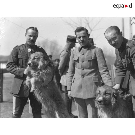 Omsk. Les chiens du général Janin. [légende d'origine]
