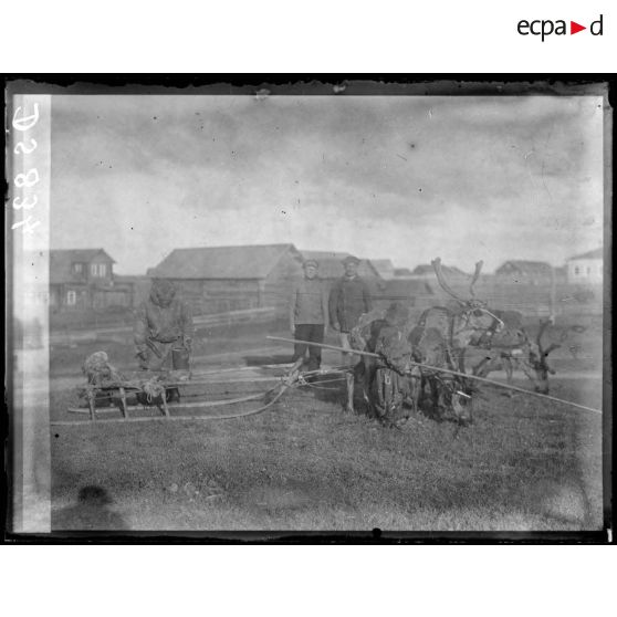 Attelage de rennes. [légende d'origine]