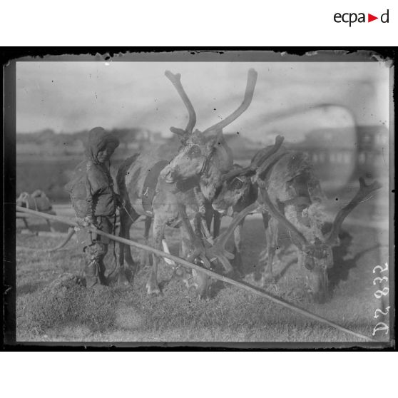 Attelage de rennes. [légende d'origine]