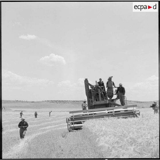 Les moissons dans le département de Batna.