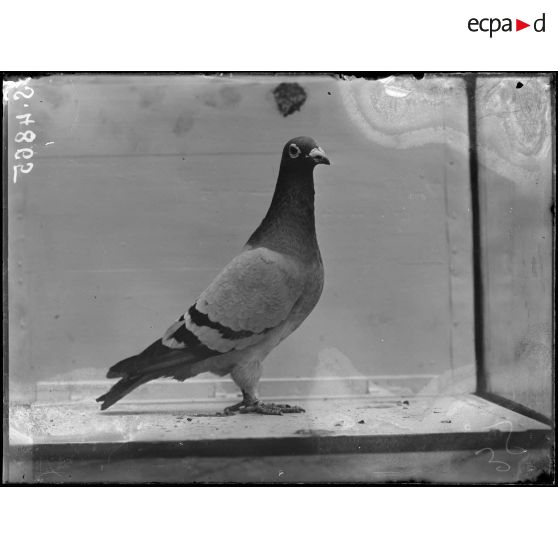 Provins (Seine-et-Marne). Service colombophile. Type de pigeon. [légende d'origine]