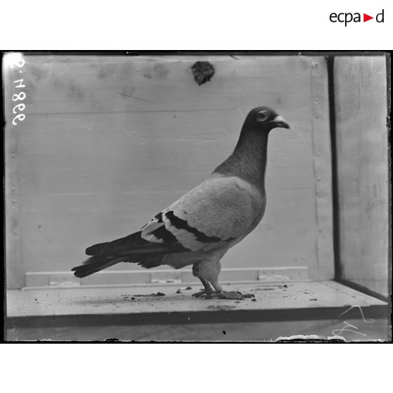 Provins (Seine-et-Marne). Service colombophile. Type de pigeon. [légende d'origine]