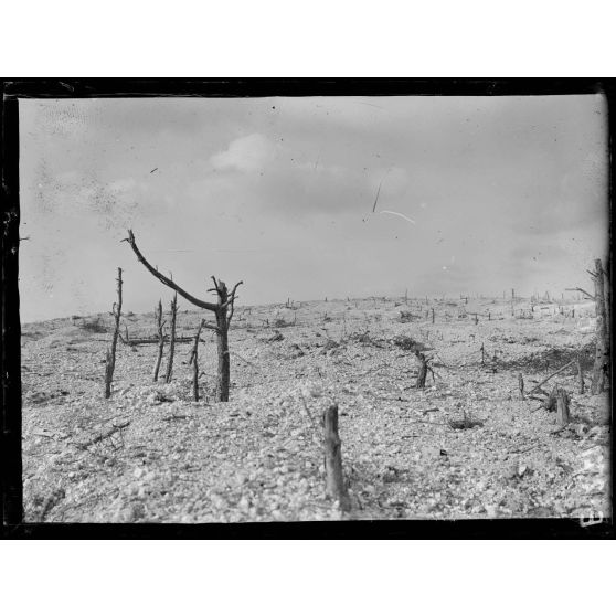 Mont Cornillet. Marne. Pente sud-ouest. [légende d'origine]