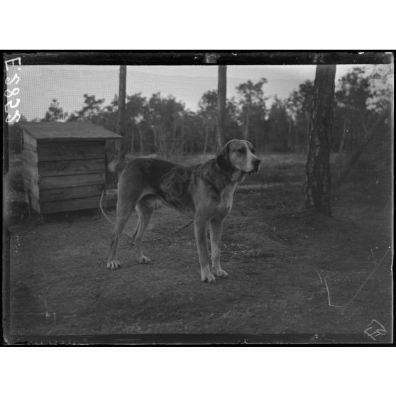 Melette. Marne. Chenil militaire. Chien policier allemand déserteur. [légende d'origine]