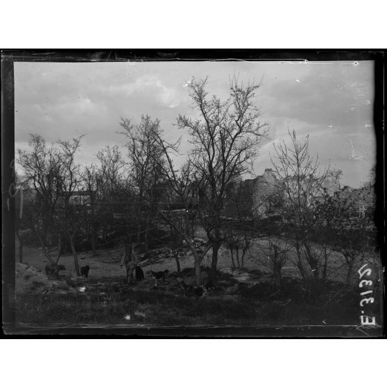 Saint Hilaire le Grand. Marne. Chiens de liaison près du village. [légende d'origine]