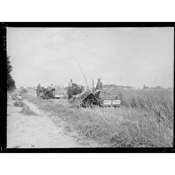 Suippes. Marne. La moisson près des lignes. [légende d'origine]