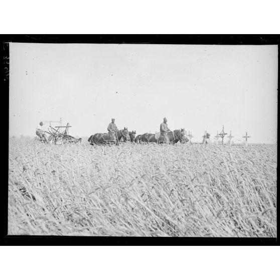 Suippes. Marne. La moisson près des lignes. [légende d'origine]