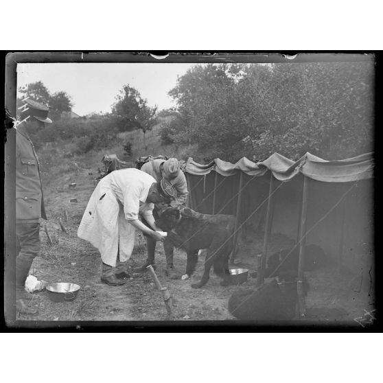 Moiremont. Marne. Chenil de guerre. Pansement d'un chien blessé par les fils barbelés dans une sortie de nuit. [légende d'origine]
