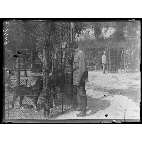 Saint Thomas. Marne. Chenil de guerre. Les chiens dans les cages. [légende d'origine]
