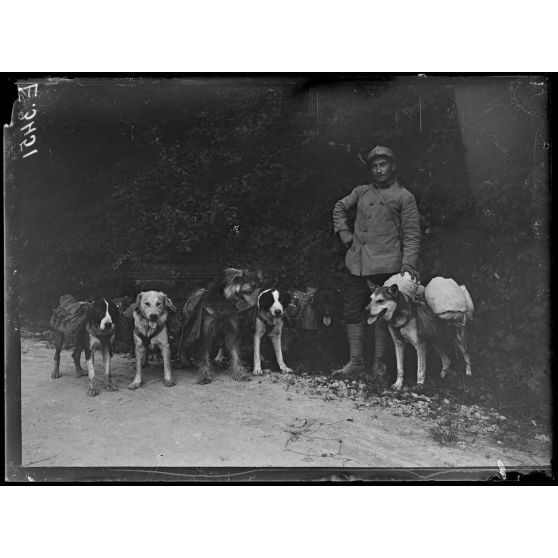 Saint Thomas. Marne. Chenil de guerre. Chiens porteurs. [légende d'origine]