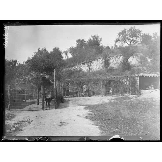 Saint Thomas. Marne. Chenil de guerre. Les chiens dans les cages. [légende d'origine]