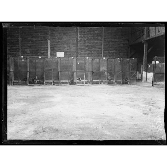 Paris. Hôpital militaire canin. Les cages. [légende d'origine]
