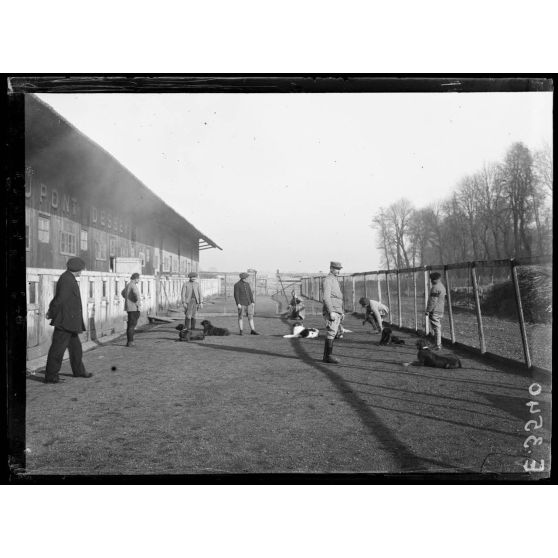 Paris. Hôpital militaire canin. Chiens en traitement. [légende d'origine]