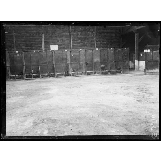Paris. Hôpital militaire canin. Les cages. [légende d'origine]