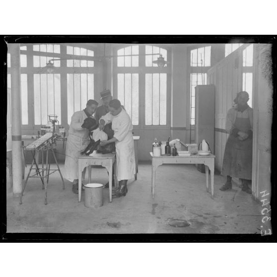 Paris. Hôpital militaire canin de la Bleue Bross. Pansement d'un chien. [légende d'origine]