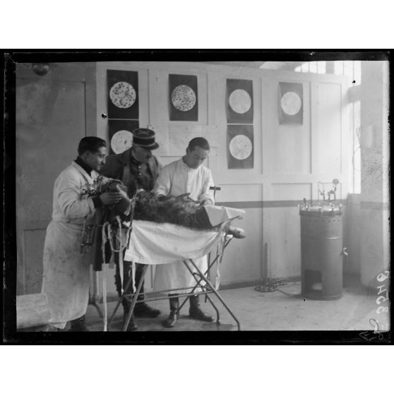 Paris. Hôpital militaire canin de la Bleue Bross. Pansement d'un chien. [légende d'origine]