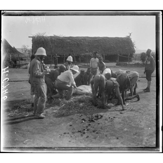 N'Gaoundéré. Soins donnés à un cheval atteint de la maladie du sommeil. [légende d'origine]