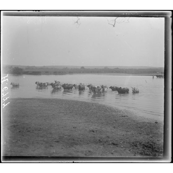 La Wina, près de N'Gaoundéré. Bétail sur les bords de la Wina. [légende d'origine]