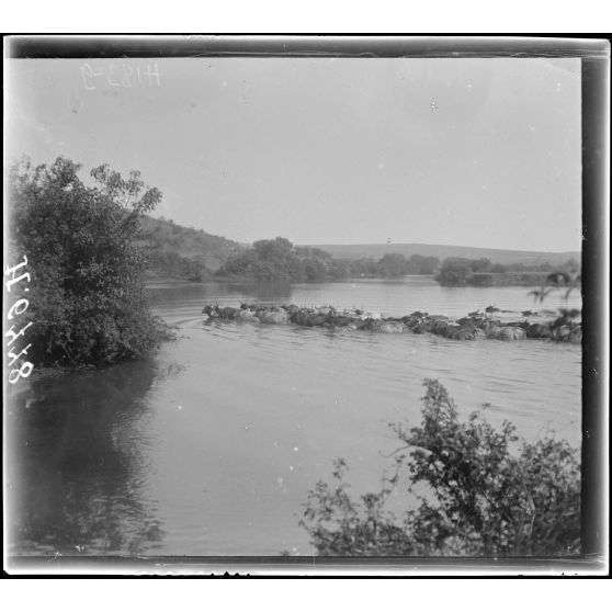 La Wima, près de N'Gaoundéré. Bétail sur les bords de la Wina. [légende d'origine]