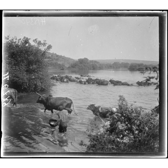 La Wima, près de N'Gaoundéré. Bétail sur les bords de la Wina. [légende d'origine]