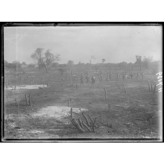 A 1h 1/2 au sud de Karnak-Logone. Grand défrichement pour culture du mil. [légende d'origine]