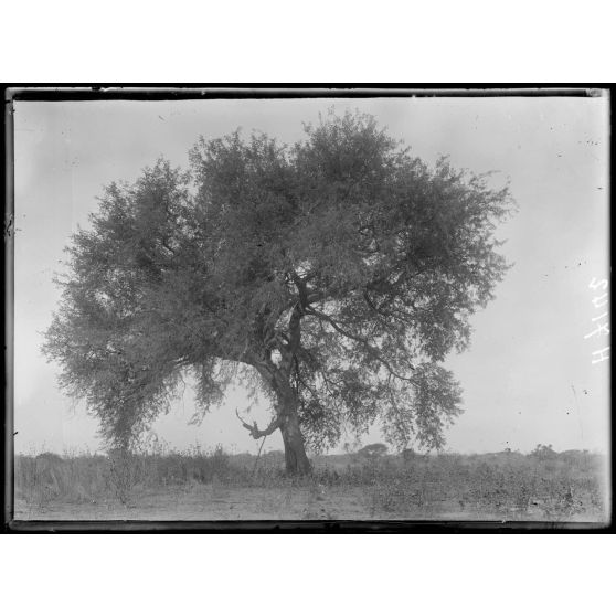 A 2h30 au sud de Unalé, arbre dit "Loufou" en kotoko et "Arzail" en arabe. Sert à faire des pirogues. [légende d'origine]
