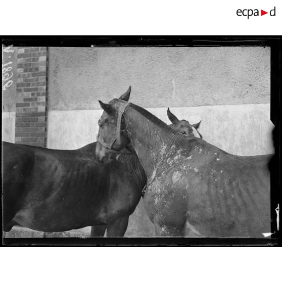 Châlons-sur-Marne (Marne). Hôpital Corbineau. Chevaux galeux se grattant mutuellement. [légende d'origine]