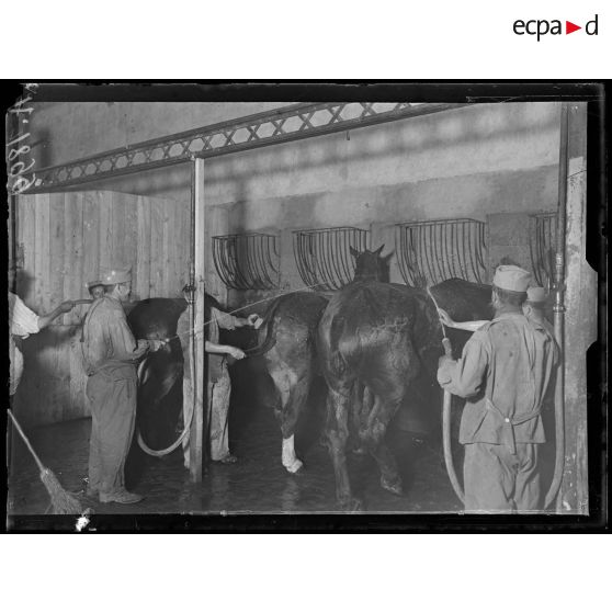 Châlons-sur-Marne. Hôpital Corbineau. Service vétérinaire. La douche. [légende d'origine]