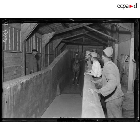 Châlons-sur-Marne. Hôpital Corbineau. Chevaux galeux à la piscine. [légende d'origine]